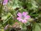fondos de flor Geranium Molle hasta 2560x1920